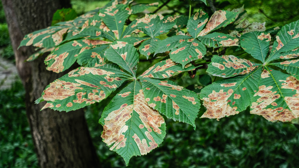 Plant Disease Diagnosis